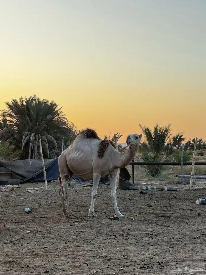 ناقة للبيع 3