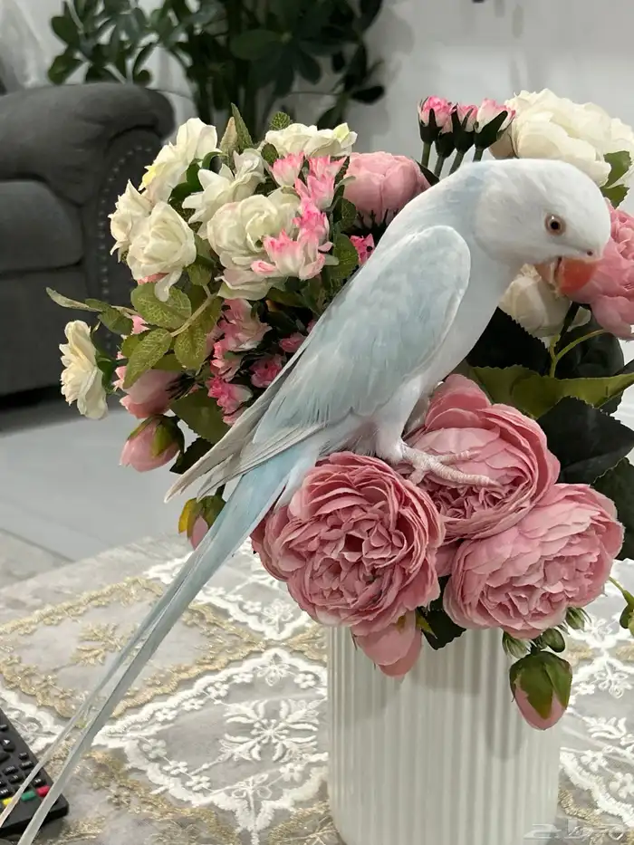 درهه اليفه 1