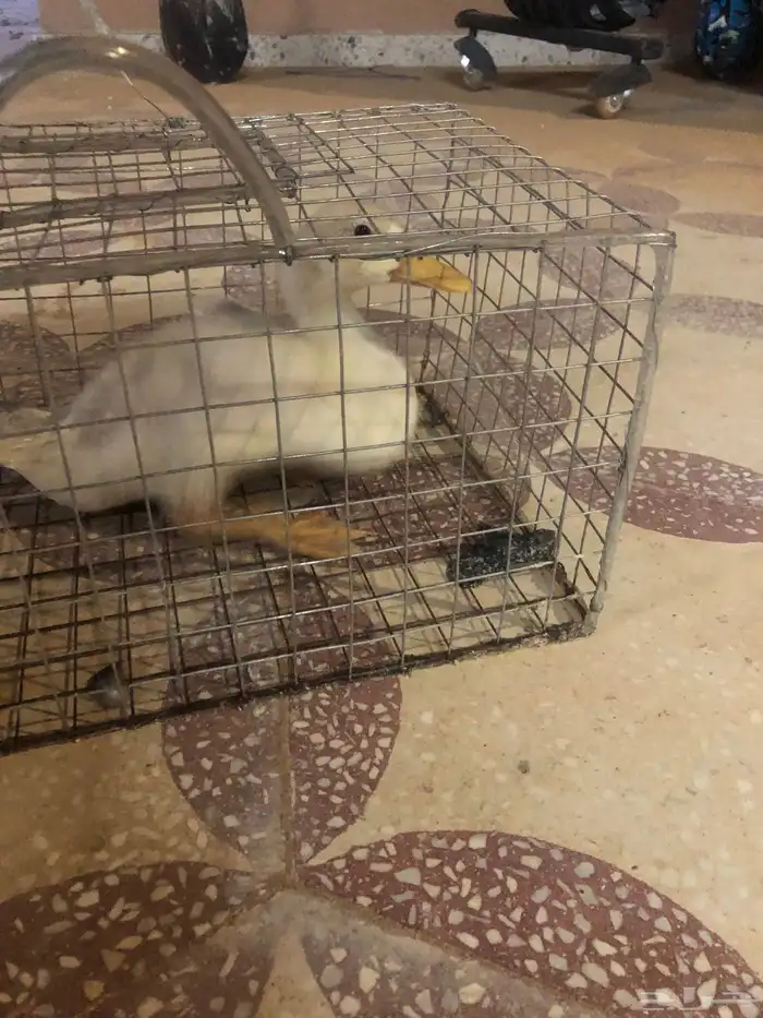 رياض الخبرا 0