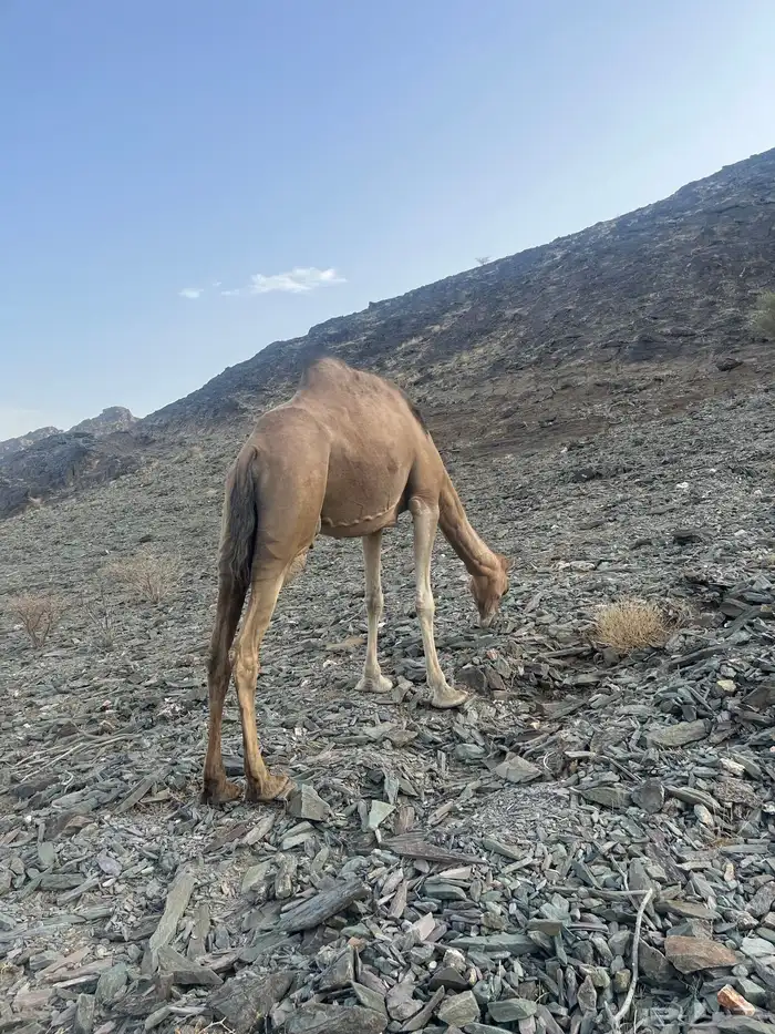 ناقه حمرا دهماء 11
