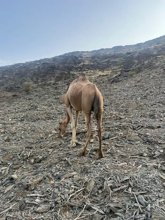 ناقه حمرا دهماء 4