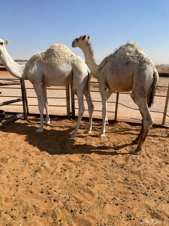 قعدان قصب نواهي 2 2