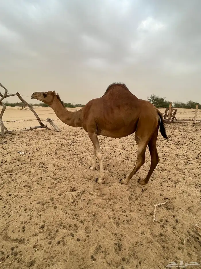 ناقه ساحليه حمرا مدني 1