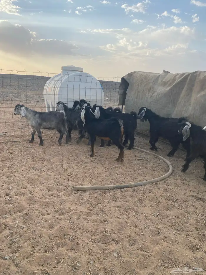تيوس عوارض جبره 3