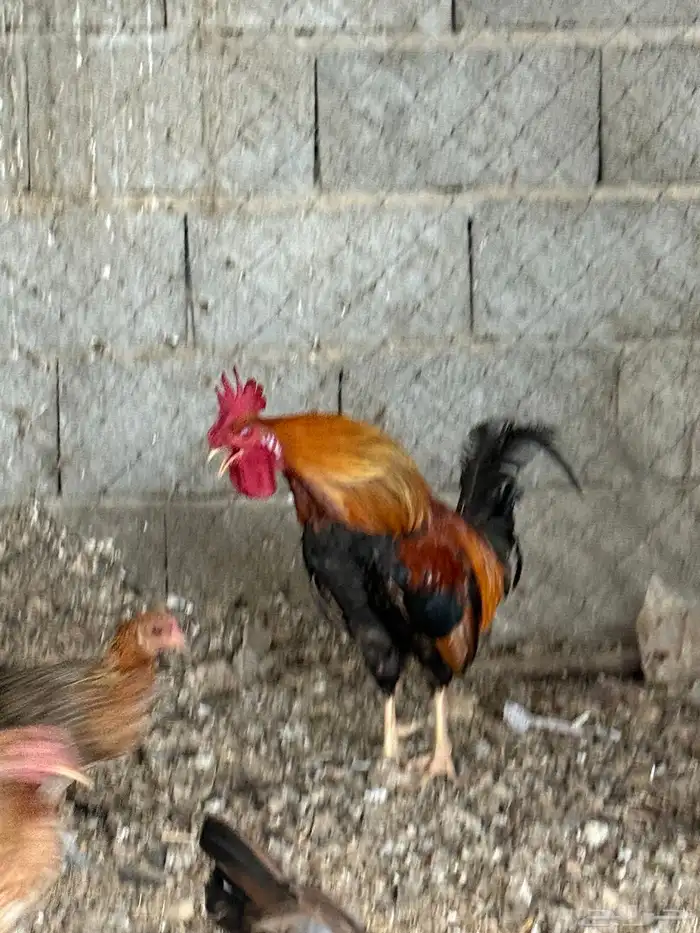 طقم دجاج عربي لون فري 8