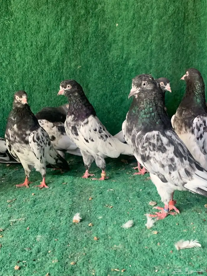 حمام باكستاني طيار 6