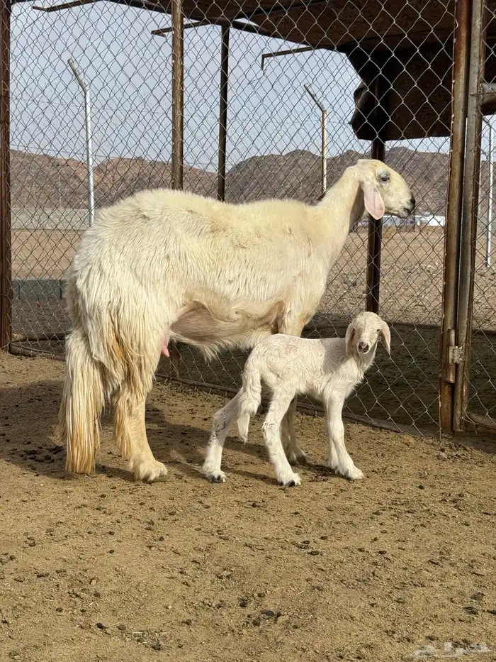 ثنيه صفراء صنف جبره 0