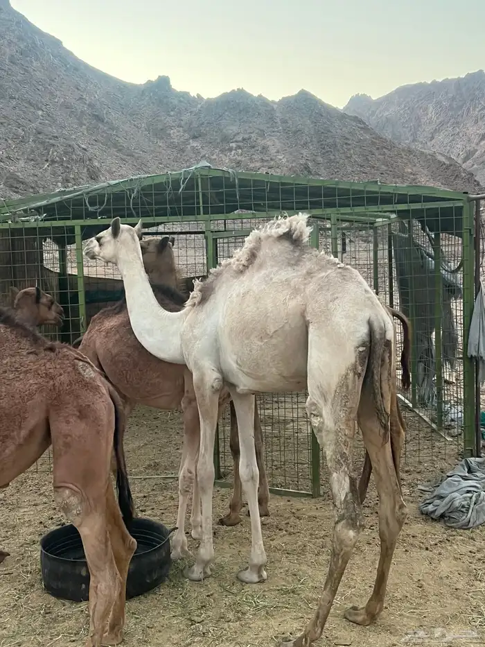بكره جهل 1