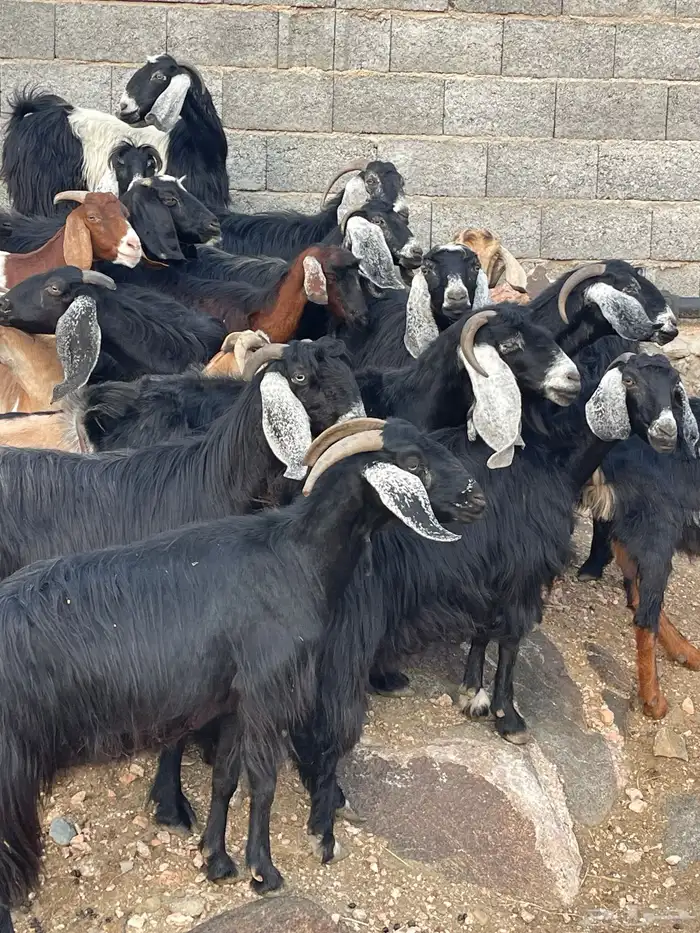 معزا عواوض دفاع وحليب بفحلها عدد 25 6
