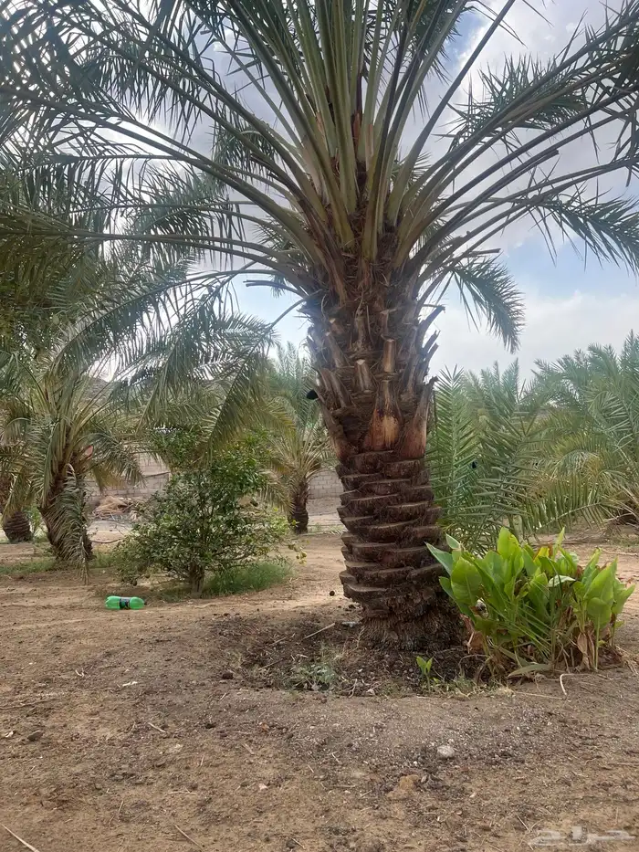 نخل صفري للبيع 0