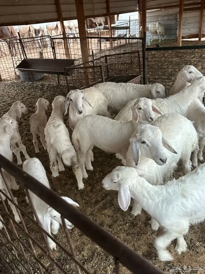 غنم حريات حرش طيبه 9