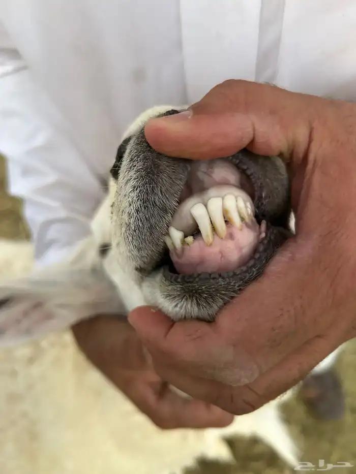 فحل حري صنف من حلال فايز الدعدي 3