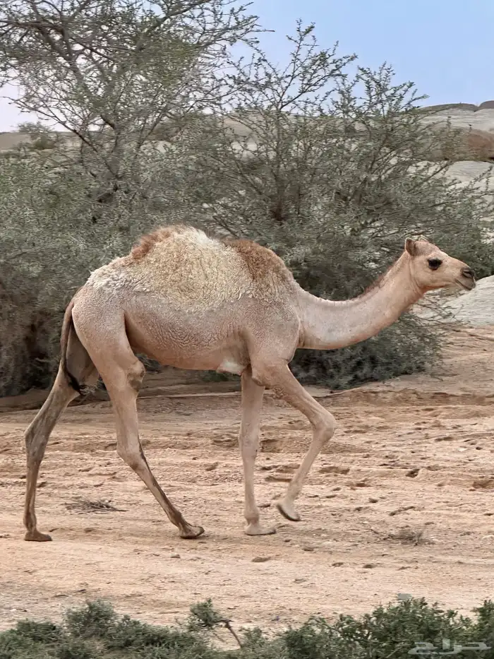 حشوان بلدي حاشي قعود قعدان 0