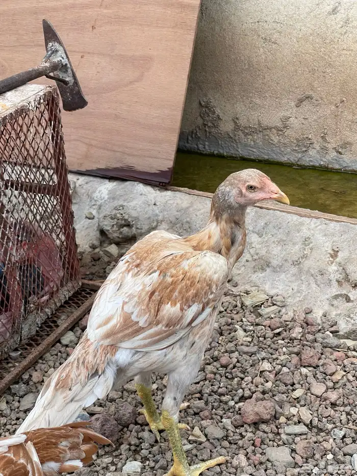 سندي العدد 7 0