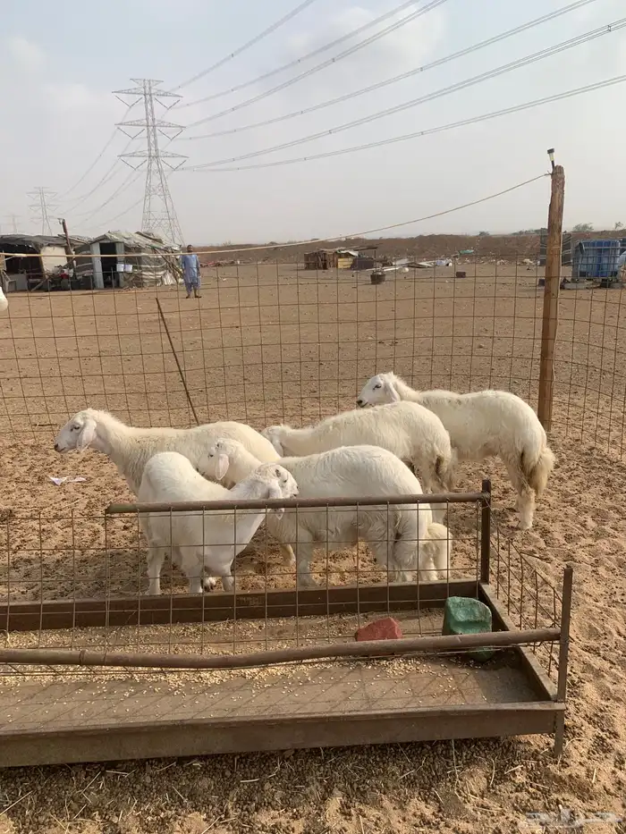 حري ذبايح ثلاجه طليان ذبائح مناسبات يوجد صلخ وتوصيل 5