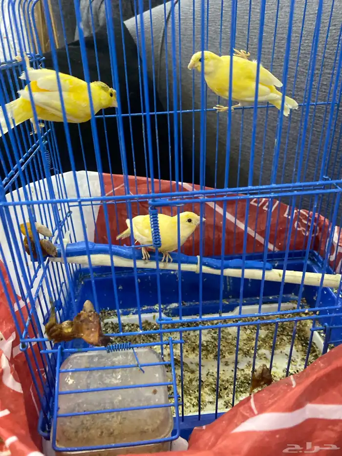 كناري سوري 0