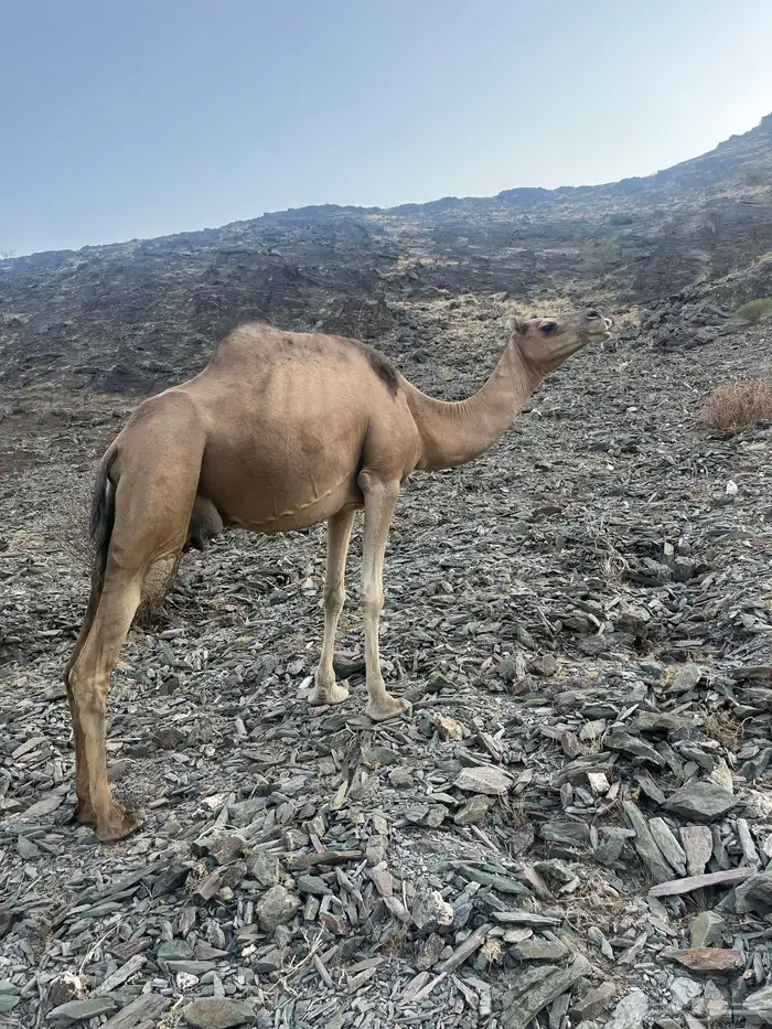 ناقه حمرا دهماء 5