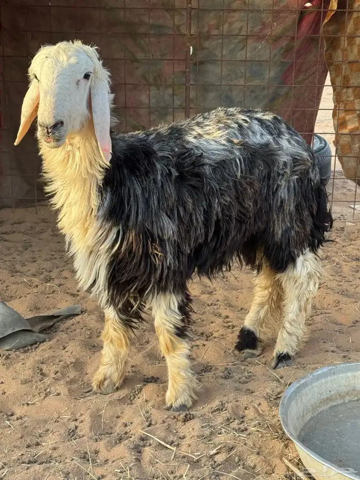 رخل نجديه 2