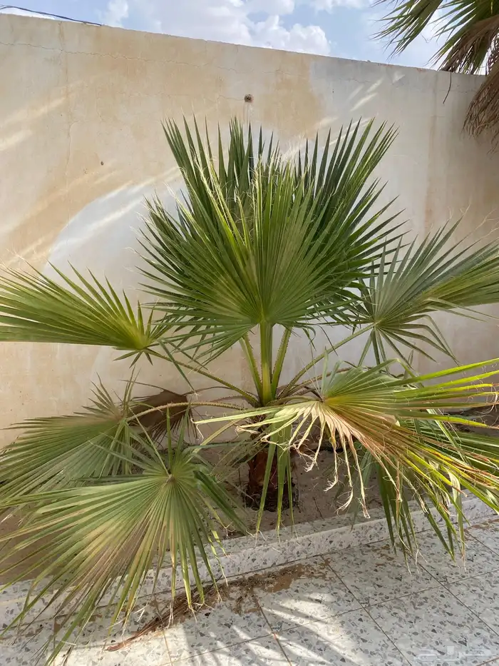 نخل وشنطني 1