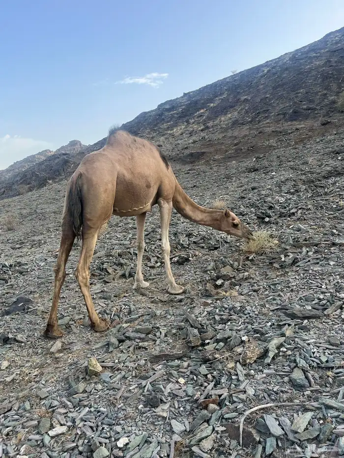 ناقه حمرا دهماء 18