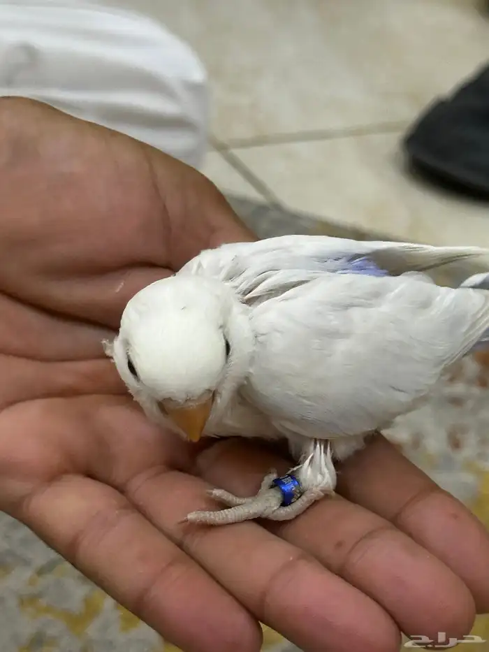 فروخ روز 3