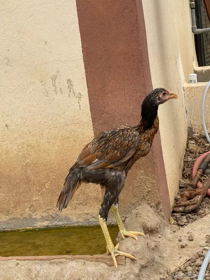 سندي العدد 7 1