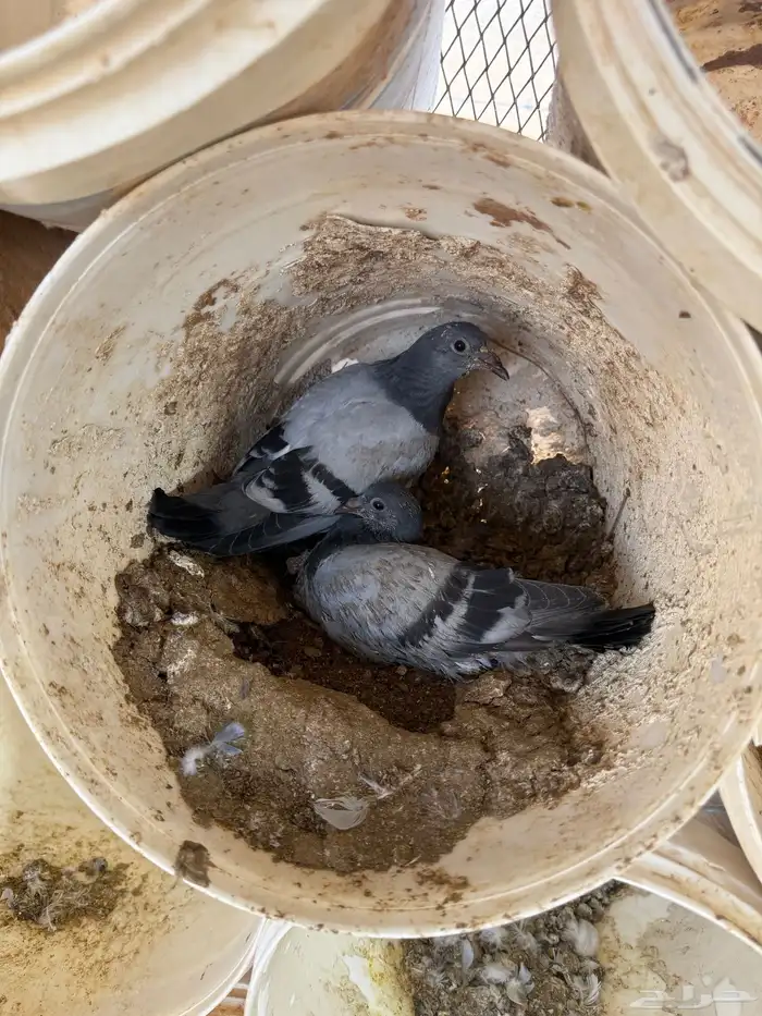 فراخة حمام زاجل ازرق وفرنسي ابيض وسلفر 3