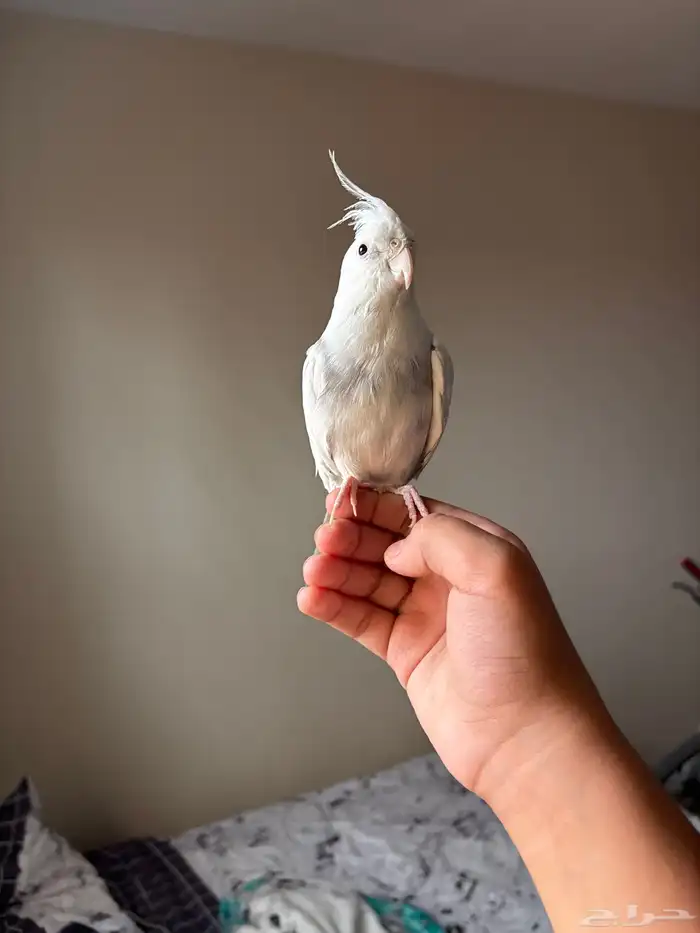 كروان هولندي 0