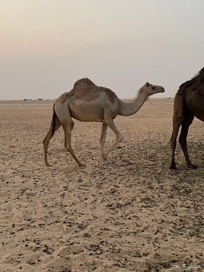 ذلول هجن طيبه 1