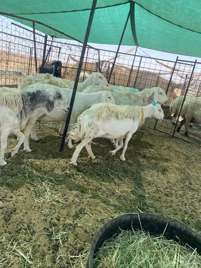 شياه دفييع ومضاريع فواخر 6
