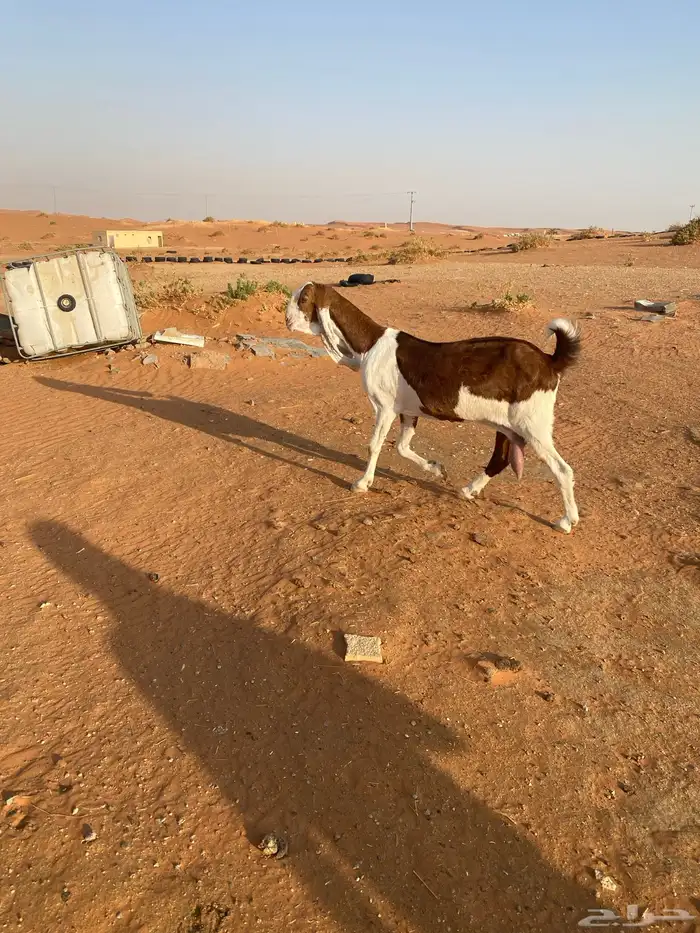 عنز هولنديه طيبه دافع 0