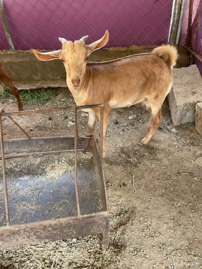 للبيع تيوس بلدي 6