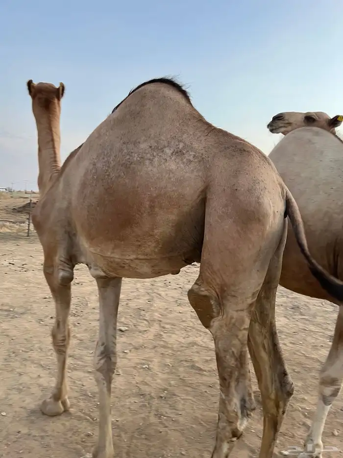 قعدان مستورد سمان طيبه 0