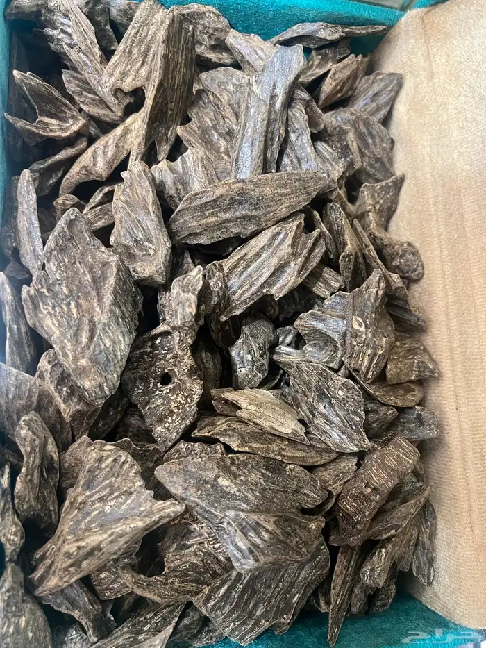 عود كلمنتان ( العود الأزرق) 0