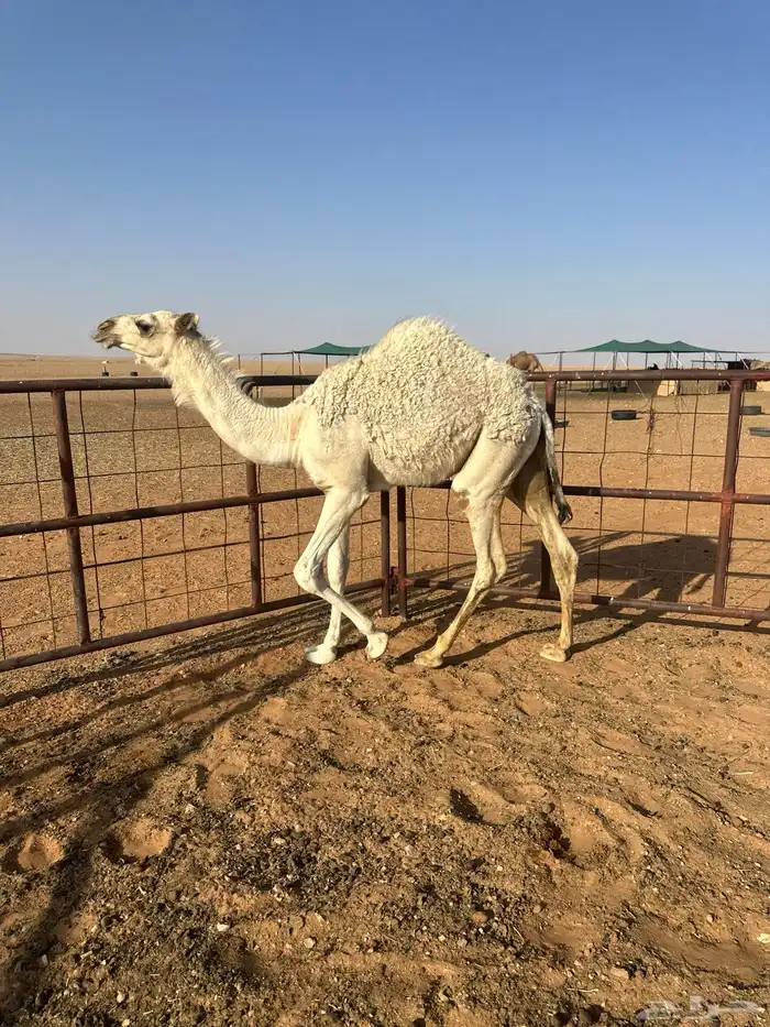 بكره عمره 7 شهور 0