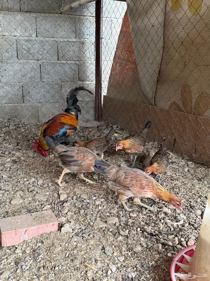 طقم دجاج عربي لون فري 7