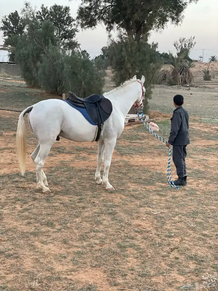 حصان شعبي بطلل 3