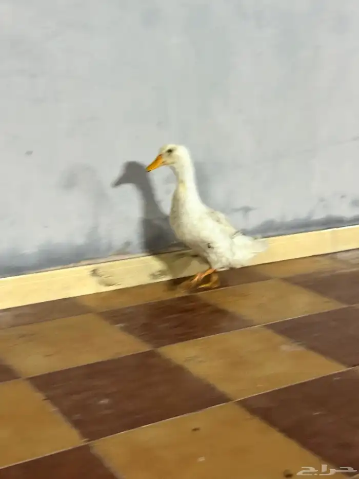 بط بكيني 3