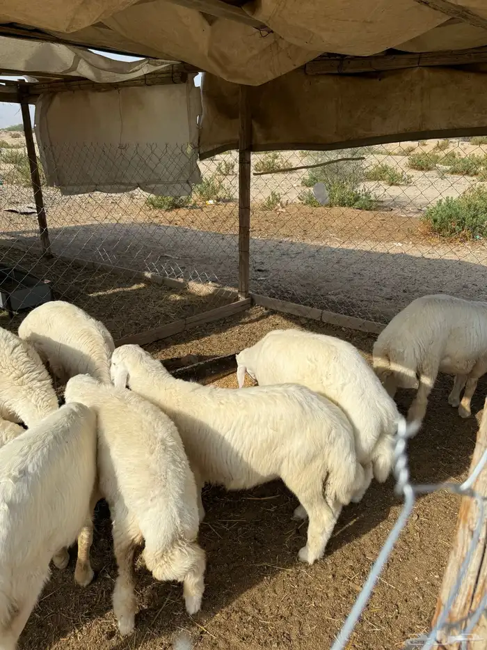 ذبايح حري 7