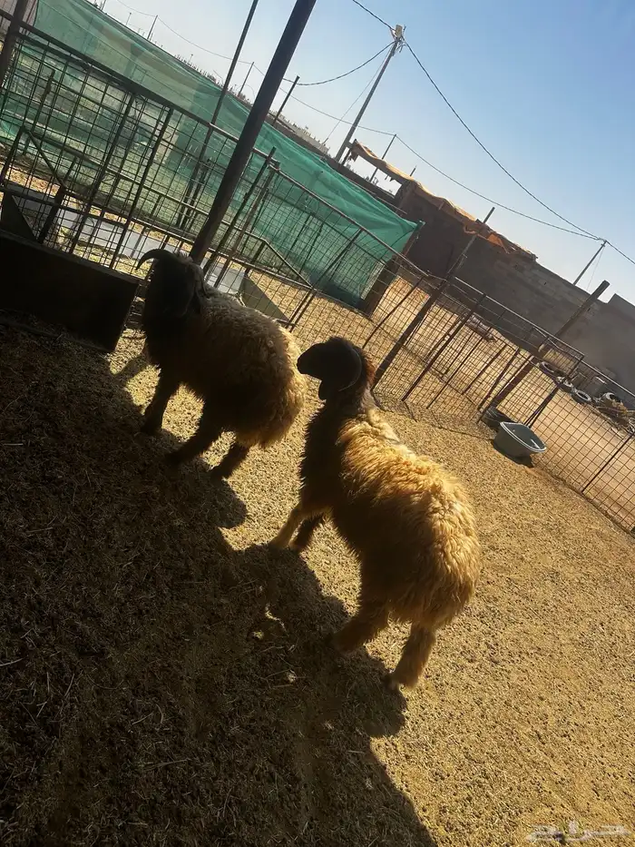خرفان نعيم جذعان طيبات 0