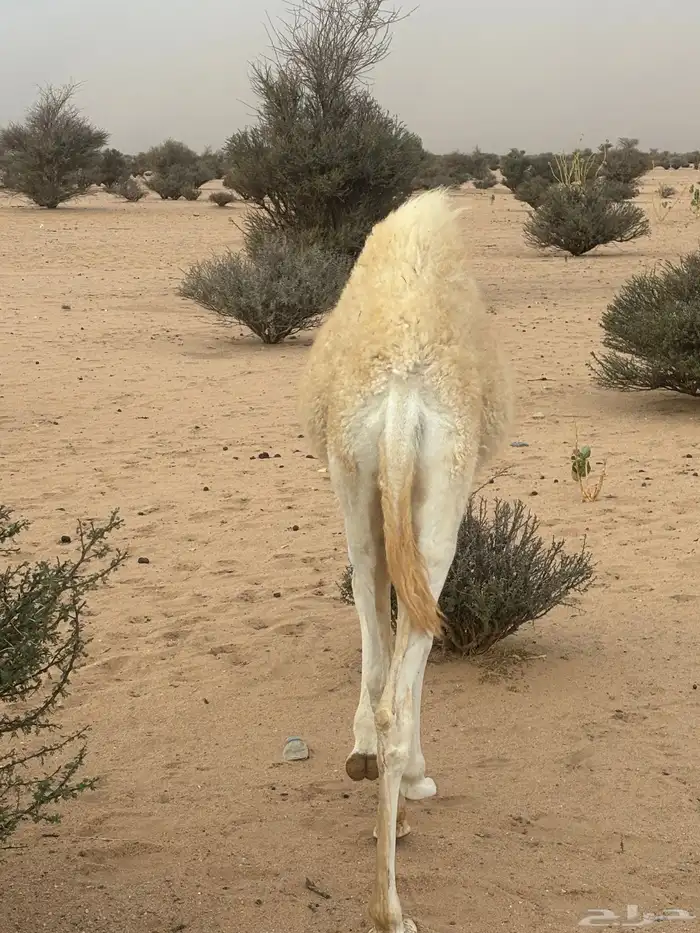 قعودين وبكره شحم 2
