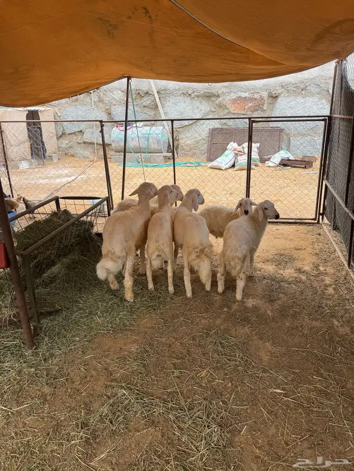 رخال وطليان ذبايح 2