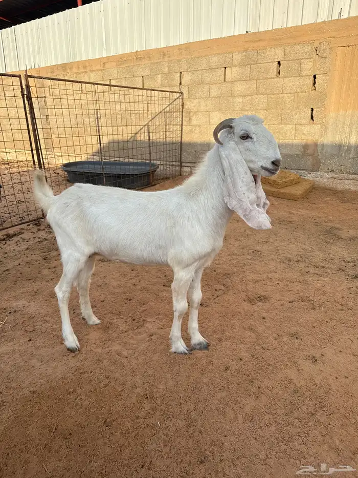 عنز 0