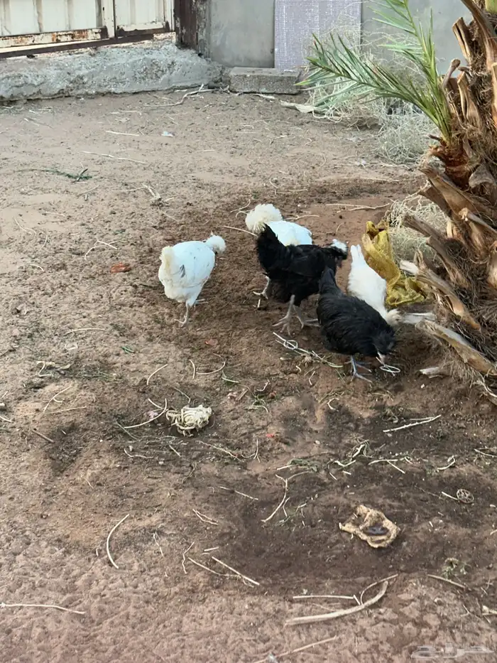 للبيع دجاج أمريكي 2