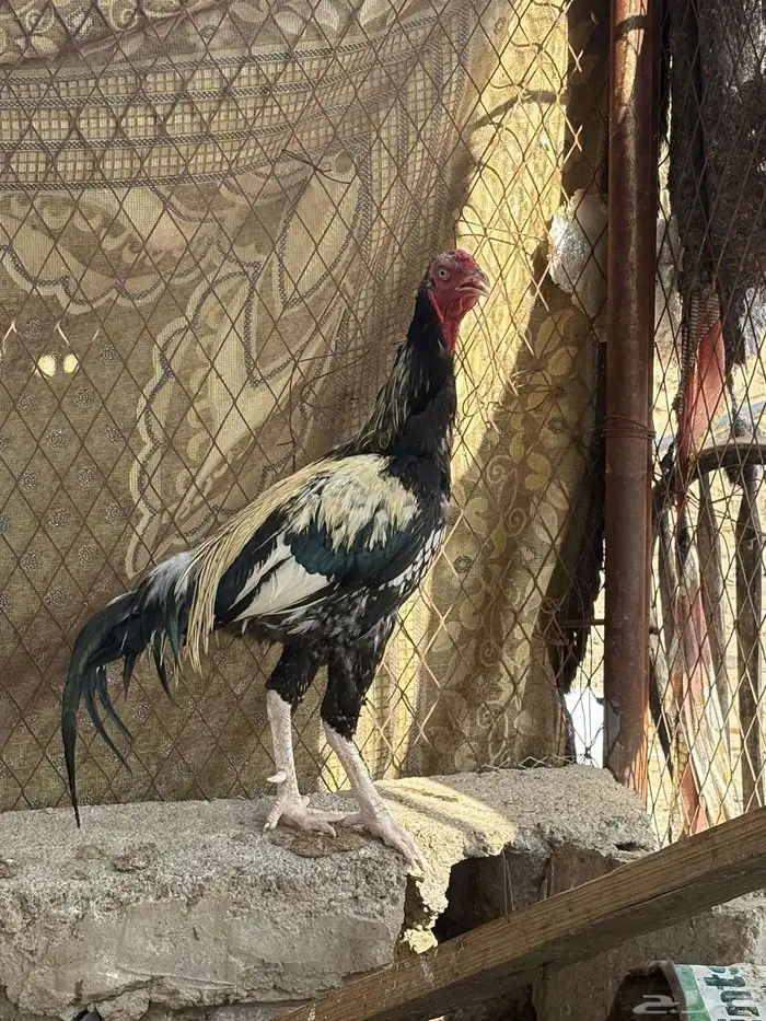 ديك باكستاني سندي 0