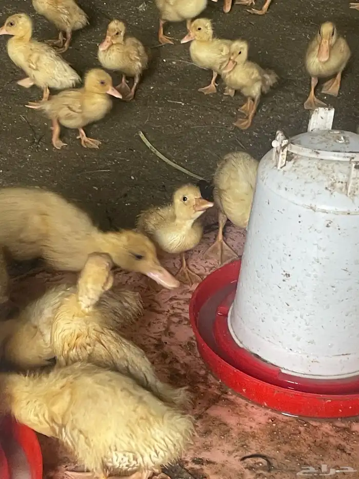 بط بكيني 4
