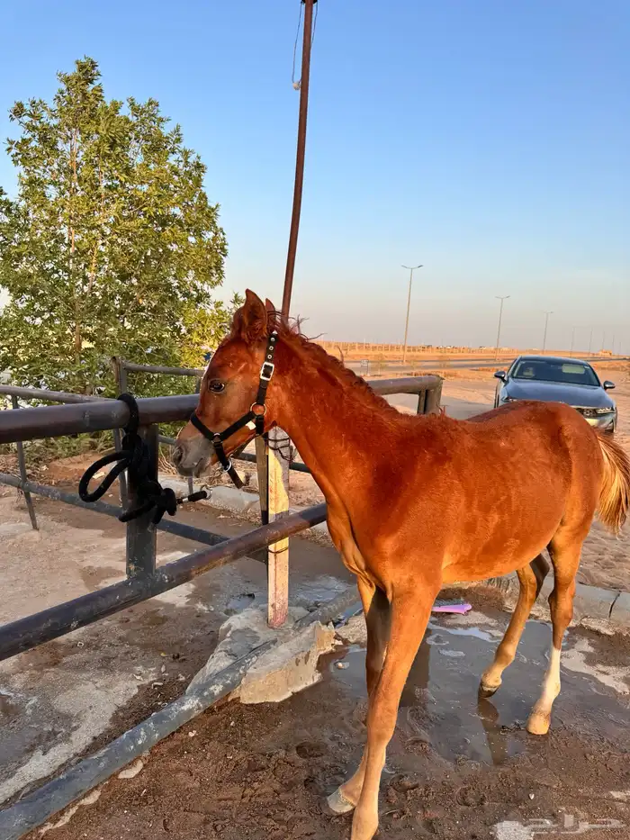 مهر شعبي ابن الفحل اميلاردي 0