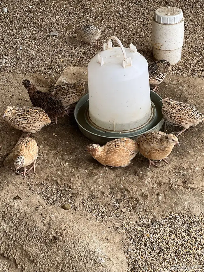 دجاج بلدي وسمان 6