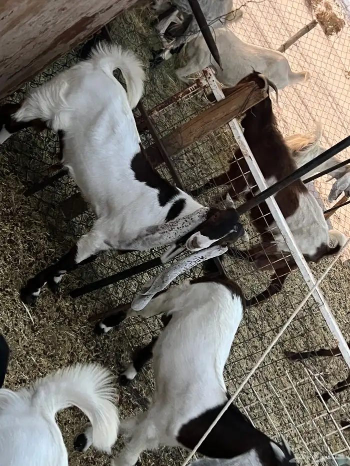 تيسين 3-4 شهور 3