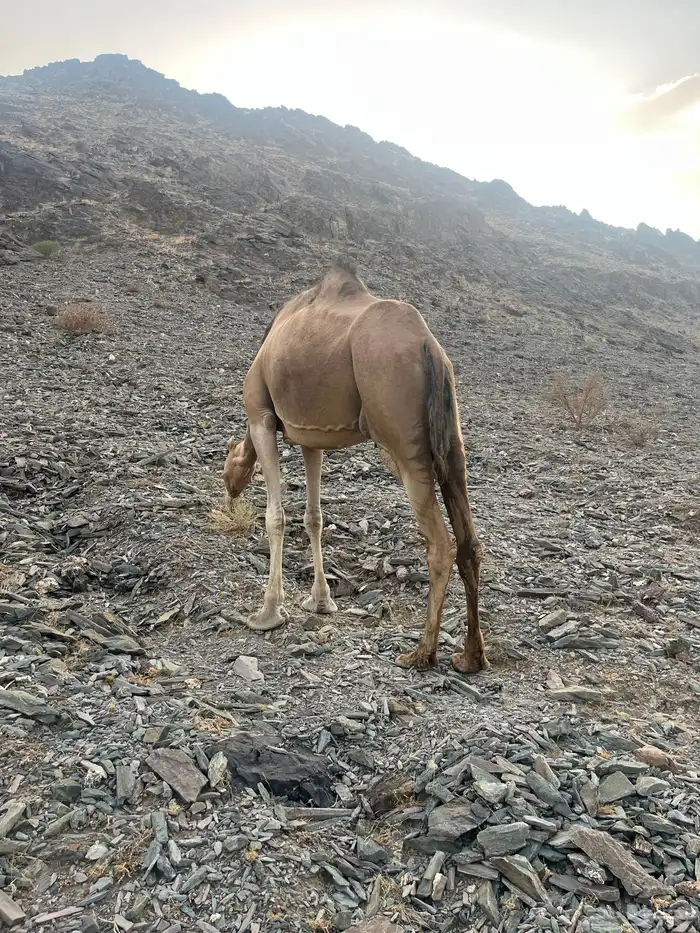 ناقه حمرا دهماء 13
